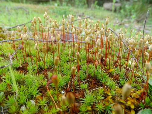 Polytrichum juniperinum
