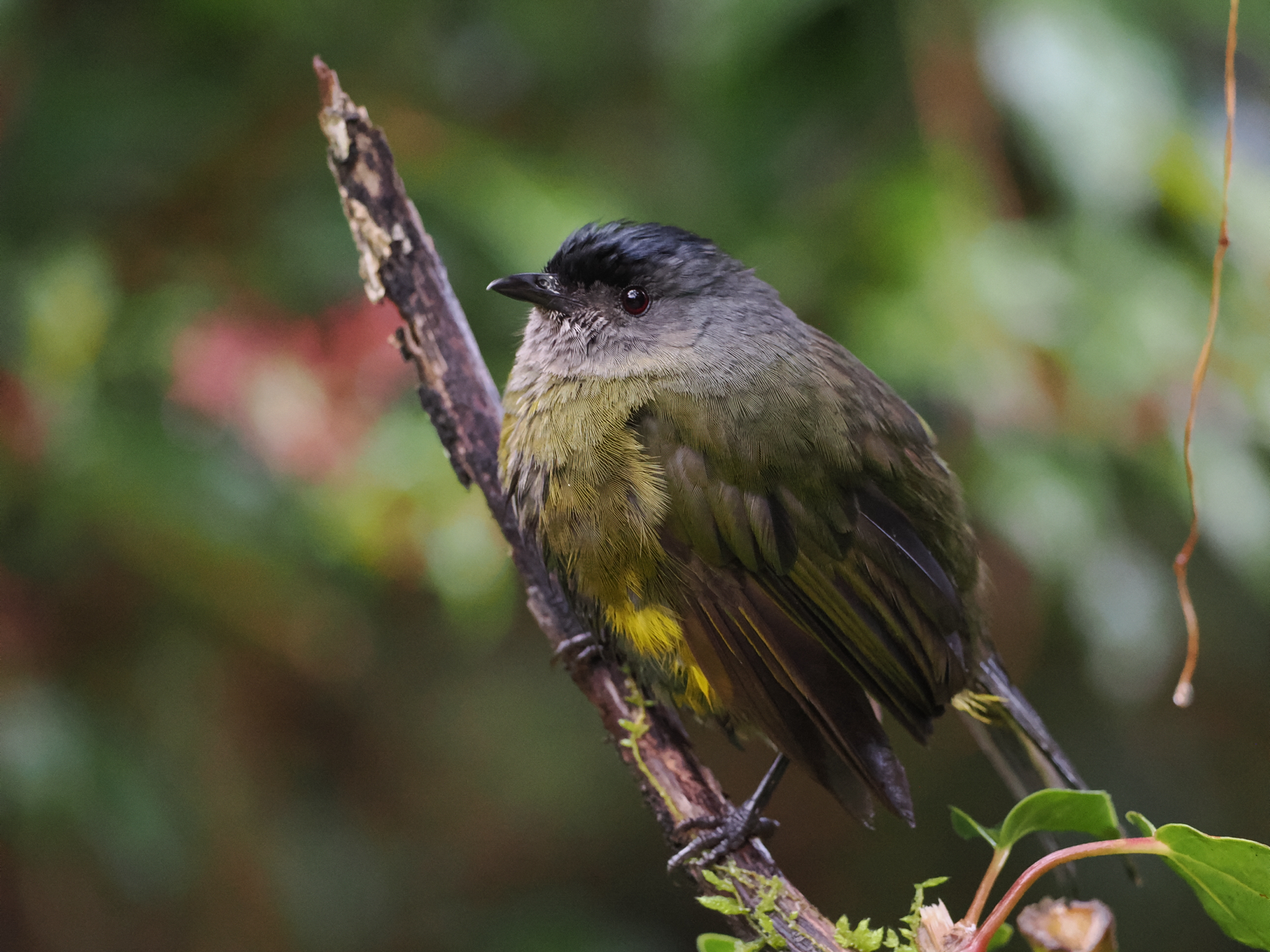 Black-and-yellow Phainoptila (Phainoptila melanoxantha), photo 7