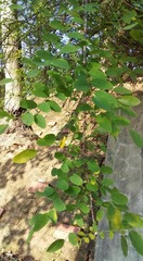 Angiospermae