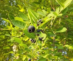 Angiospermae