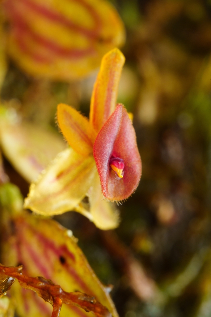 Andinia hippocrepica
