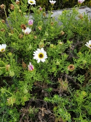 Arctotis aspera aspera