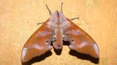 Marumba nympha
