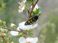 Castiarina xanthopilosa