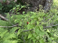 Mary E. Macaulay, P.Eng., CC BY, iNaturalist via GBIF Parogonum ciliinode, photograph Mary E. Macaulay, P.Eng., CC BY, iNaturalist via GBIF