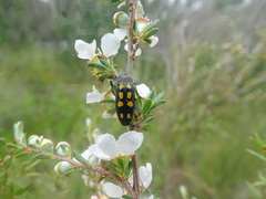 Castiarina xanthopilosa
