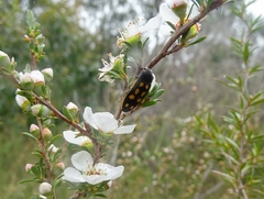 Castiarina xanthopilosa