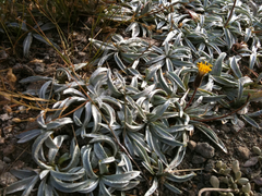 Raillardella argentea