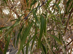 Magnoliopsida