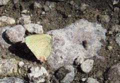 Cyanophrys miserabilis