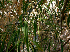 Magnoliopsida