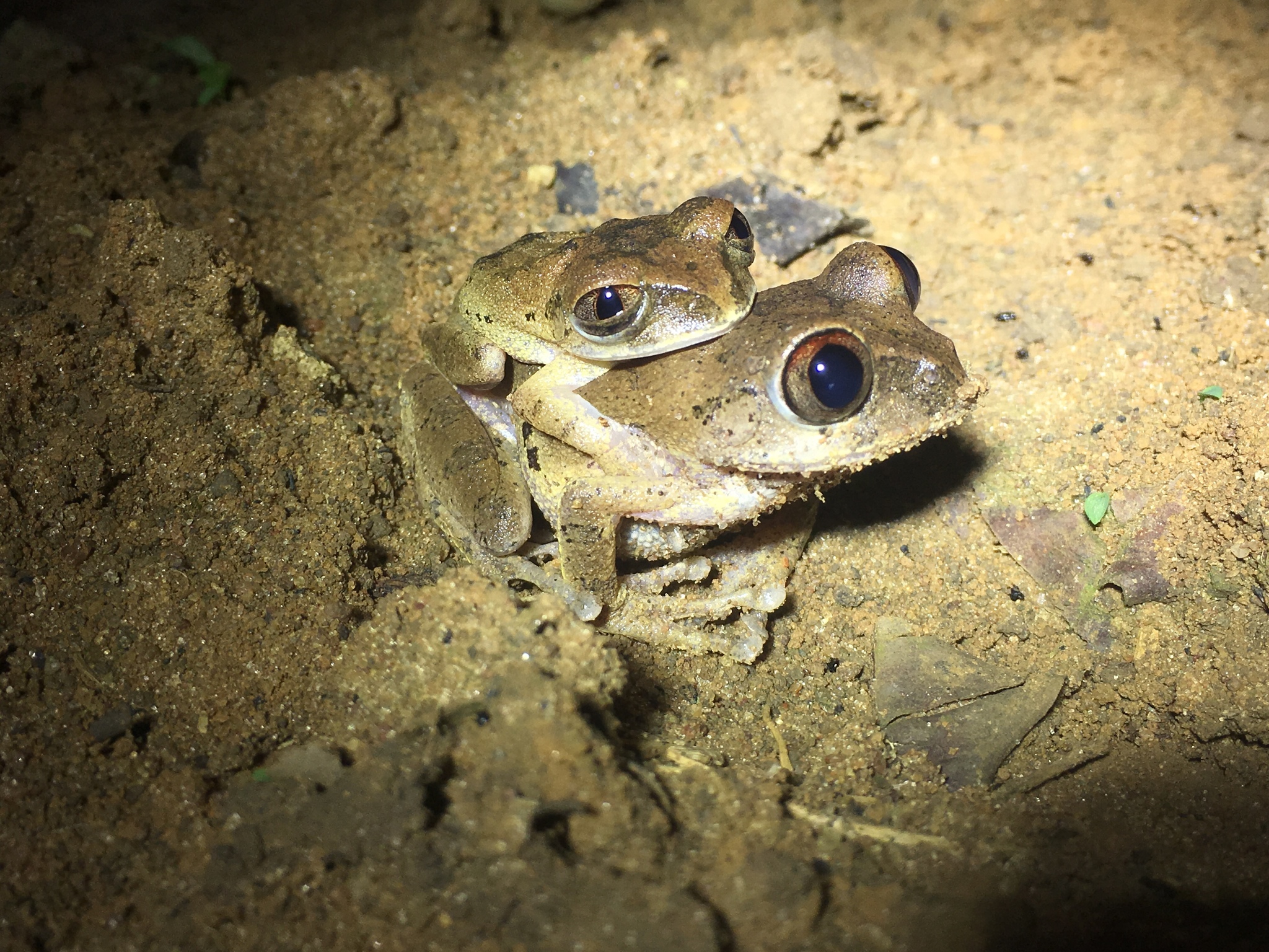 Leptopelis aubryi (Duméril, 1856)