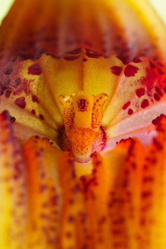 Masdevallia macrura, photograph 1
