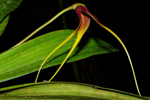 Masdevallia macrura