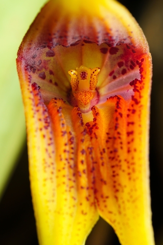 Masdevallia macrura, photograph 2