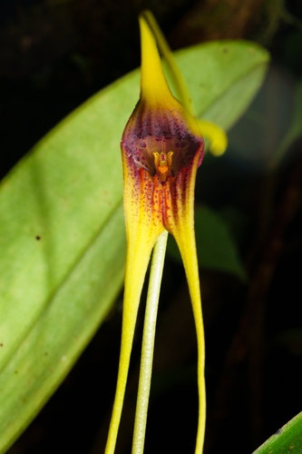 Masdevallia macrura, photograph 3