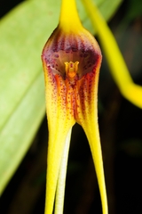 Masdevallia macrura, photograph (c) Daniel Mesa, some rights reserved (CC BY)