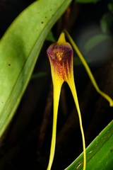 Masdevallia macrura, photograph (c) Daniel Mesa, some rights reserved (CC BY)