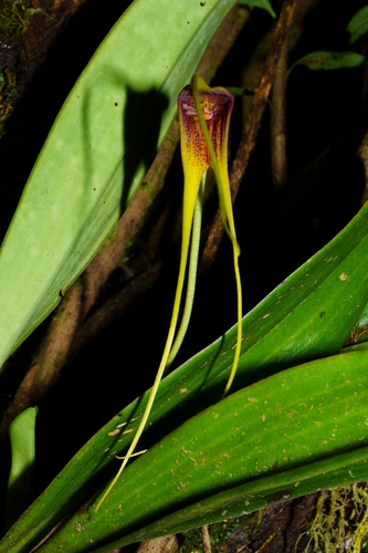 Masdevallia macrura, photograph 6