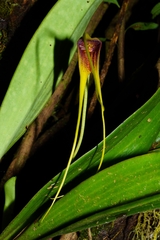Masdevallia macrura, photograph (c) Daniel Mesa, some rights reserved (CC BY)