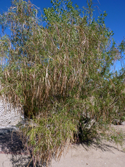 Magnoliopsida