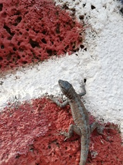 Urosaurus auriculatus