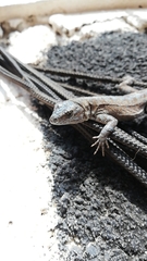 Urosaurus auriculatus