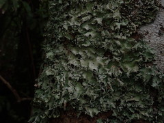 Parmotrema austrocetratum