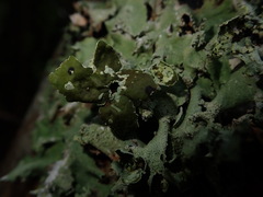 Parmotrema austrocetratum