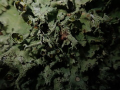 Parmotrema austrocetratum