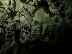 Parmotrema austrocetratum