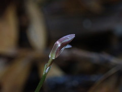 Cyrtostylis oblonga
