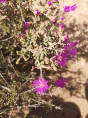 Ruschia spinosa