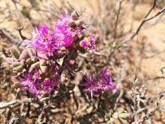 Ruschia cradockensis