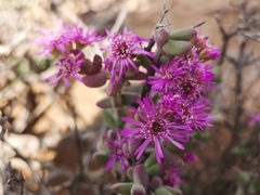 Ruschia cradockensis