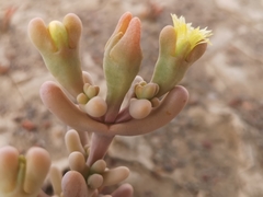 Malephora crassa