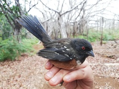 Pipilo maculatus socorroensis