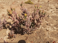 Malephora crassa