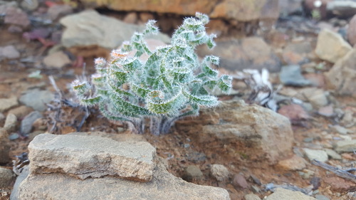 Gethyllis villosa