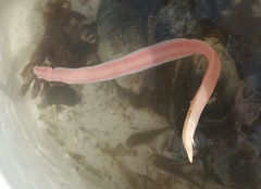 Cerebratulus lacteus