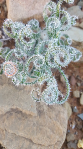 Gethyllis villosa