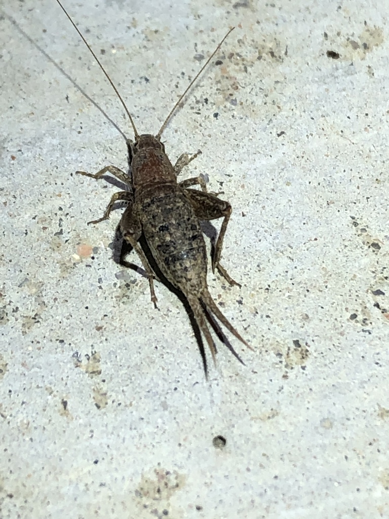 syncopated scaly cricket