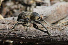 Psapharus ruficornis