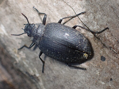 Amphizoa insolens photo 5