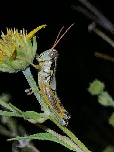 Melanoplus aridus photo 6