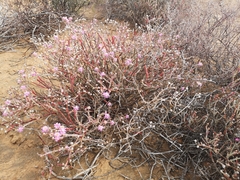 Mesembryanthemum junceum