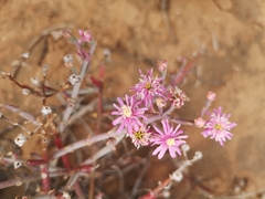 Mesembryanthemum junceum