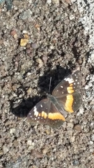 Chlosyne lacinia