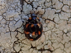 Coccinella leonina