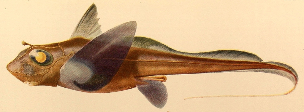 Large-Eyed Rabbitfish